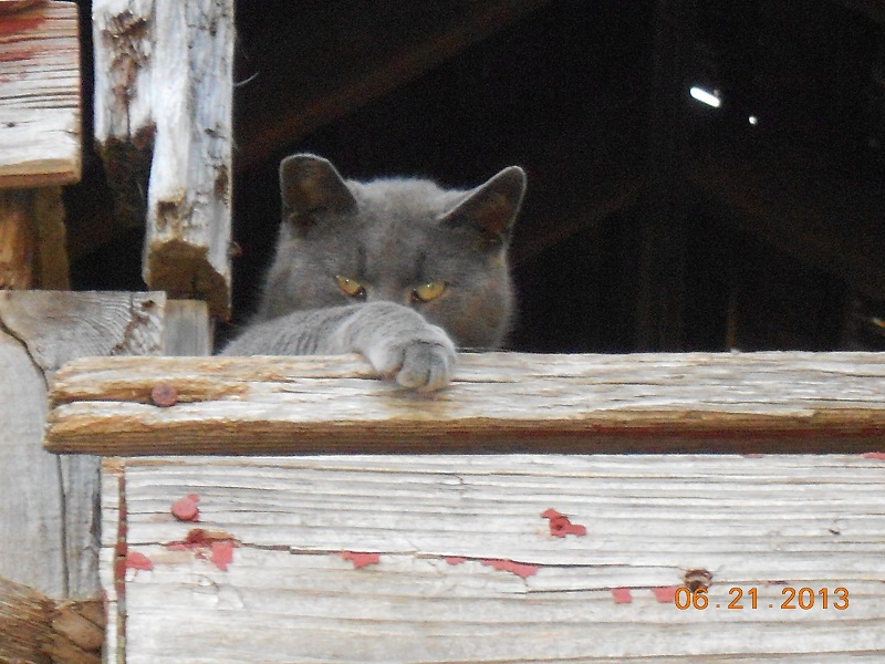 Barn Cats, a Adoptable mixed breed in Raritan, NJ image 2/4