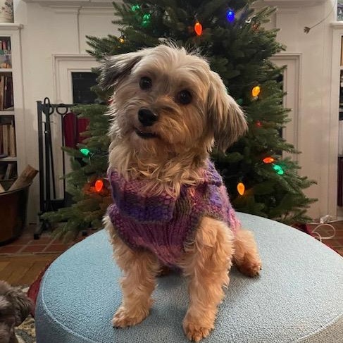 Enlarge Noel in Hereford, Maryland (near Baltimore, MD), a ADOPTABLE Havanese in Livonia, MI image 2/5