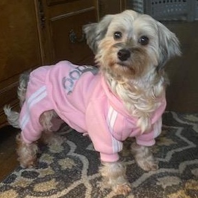 Enlarge Noel in Hereford, Maryland (near Baltimore, MD), a ADOPTABLE Havanese in Livonia, MI image 4/5