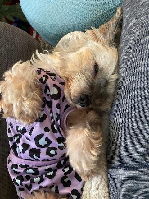 Enlarge Noel in Hereford, Maryland (near Baltimore, MD), a ADOPTABLE Havanese in Livonia, MI image 3/5