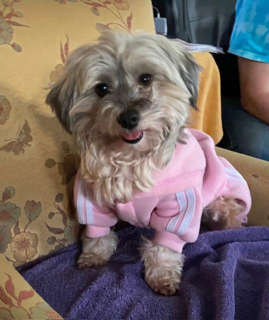 Noel in Hereford, Maryland (near Baltimore, MD), ADOPTABLE, Adult Female Havanese.