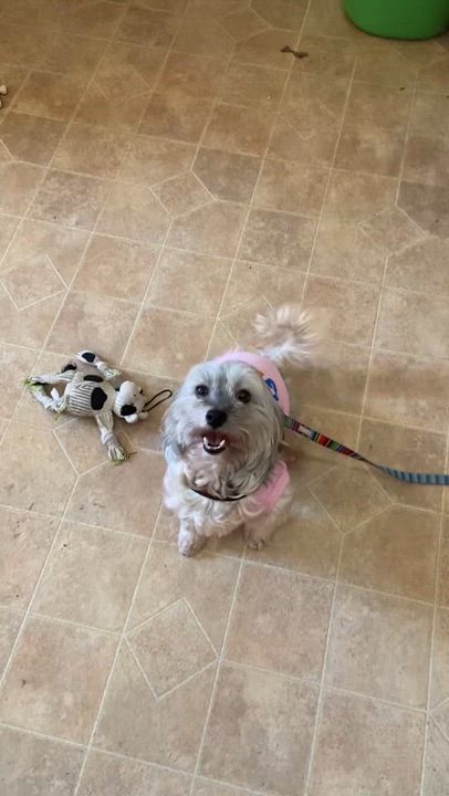 Enlarge Noel in Hereford, Maryland (near Baltimore, MD), a ADOPTABLE Havanese in Livonia, MI video 5/5