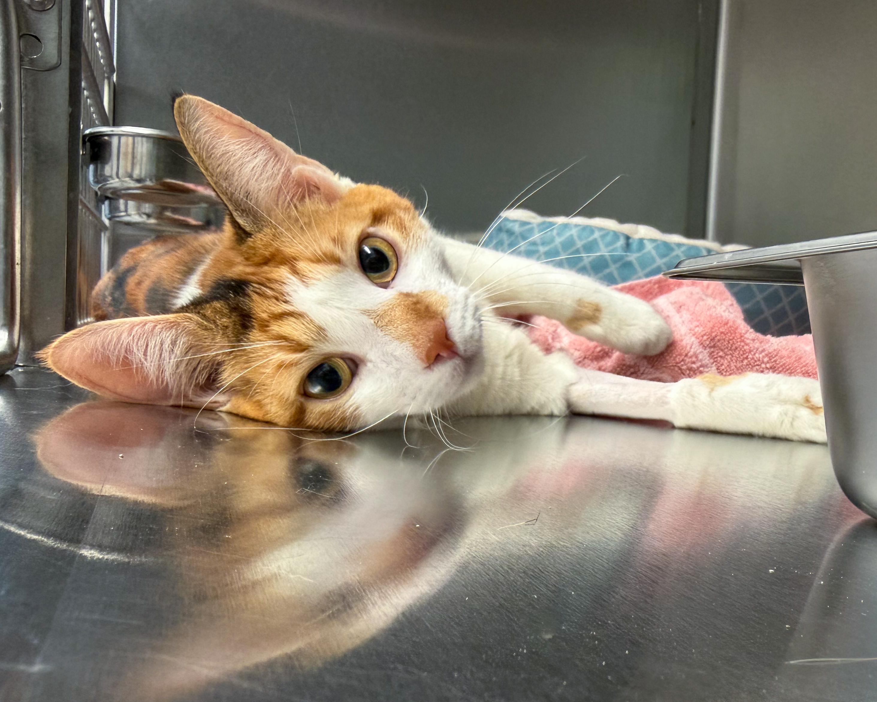 Enlarge Lilly, an adopted American Shorthair in Scituate, MA image 5/5