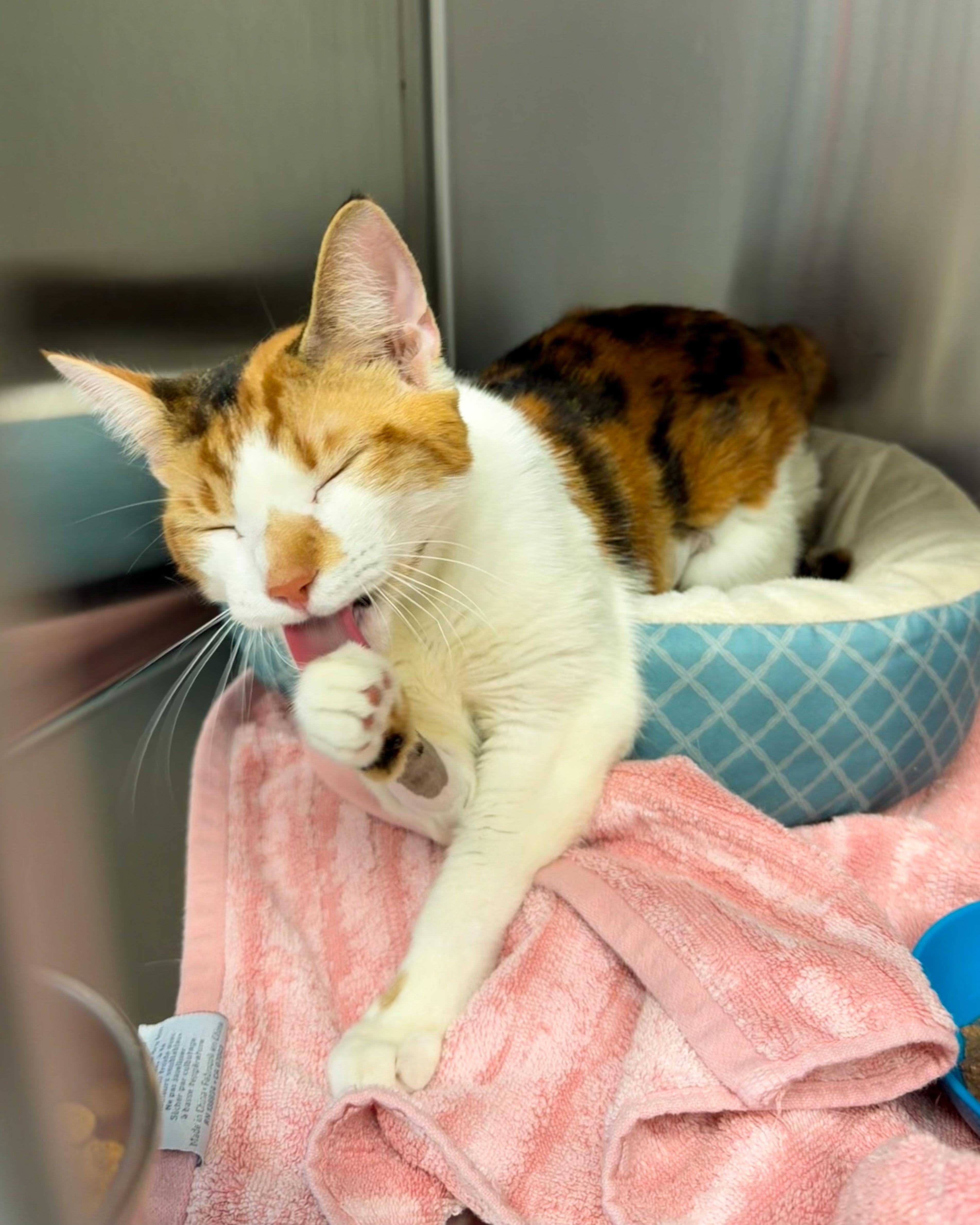 Enlarge Lilly, an adopted American Shorthair in Scituate, MA image 4/5