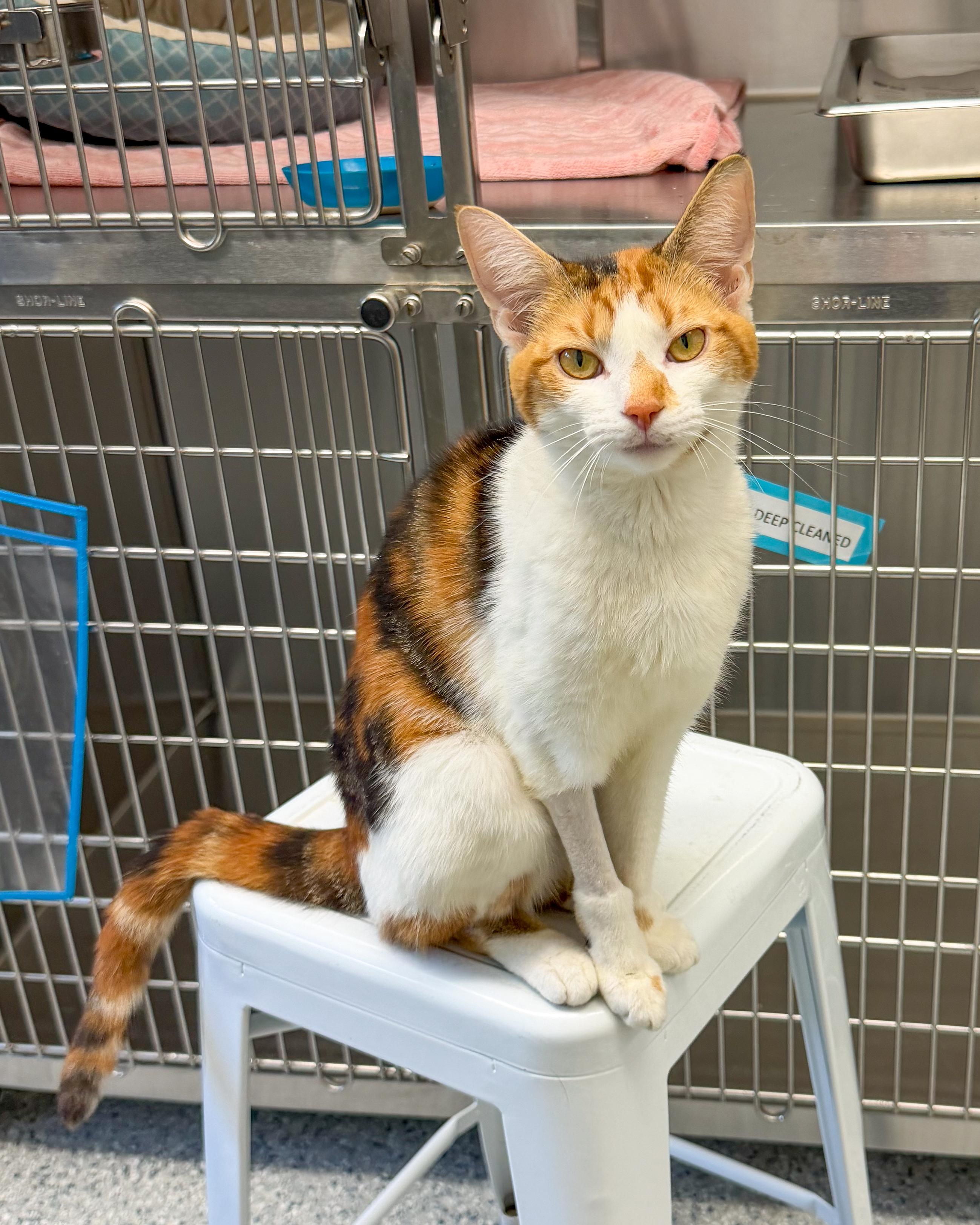 Enlarge Lilly, an adopted American Shorthair in Scituate, MA image 3/5