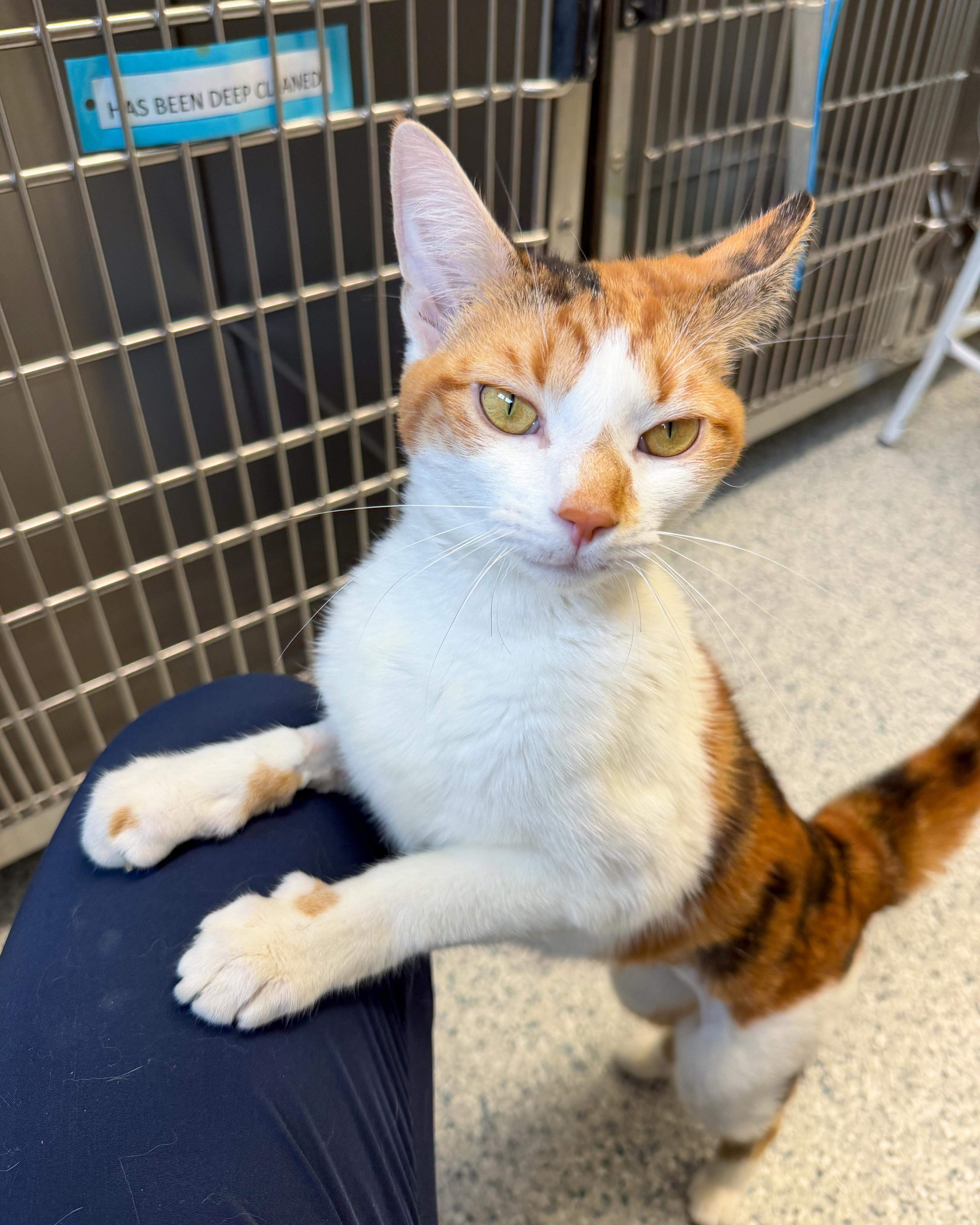 Enlarge Lilly, an adopted American Shorthair in Scituate, MA image 2/5
