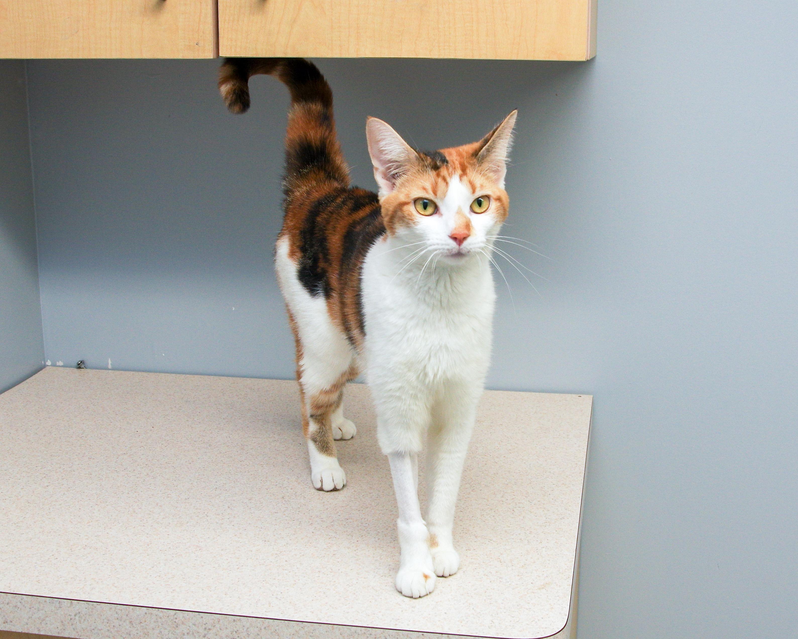 Lilly, adopted, Young Female American Shorthair.