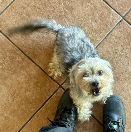 Steve, adopted, Young Male Yorkie Poo.