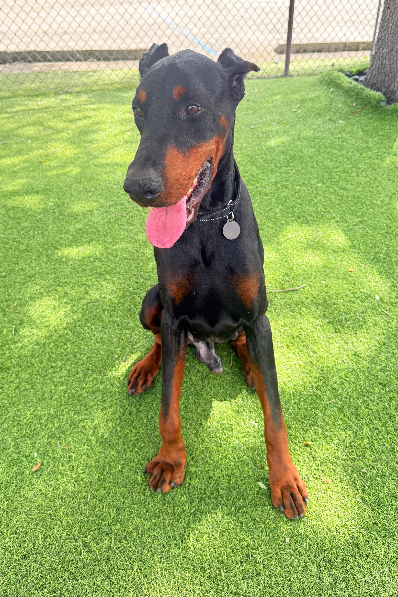 Bruno 3558, Adopted, Young Male Doberman Pinscher.