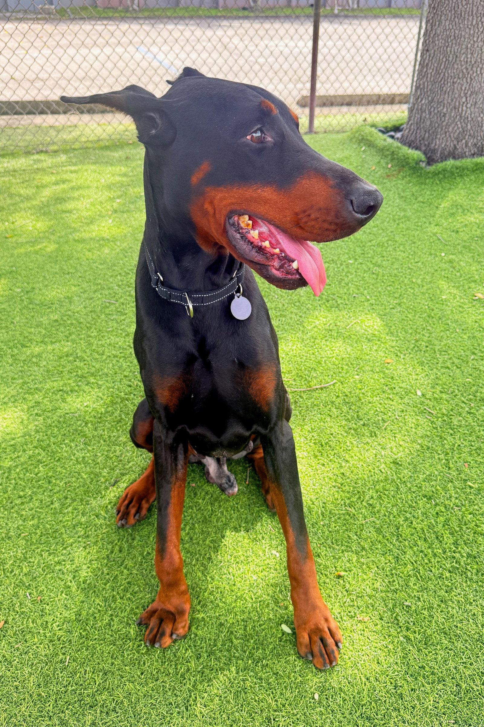 Enlarge Bruno 3558, a Adopted Doberman Pinscher in Oakland Park, FL image 2/3