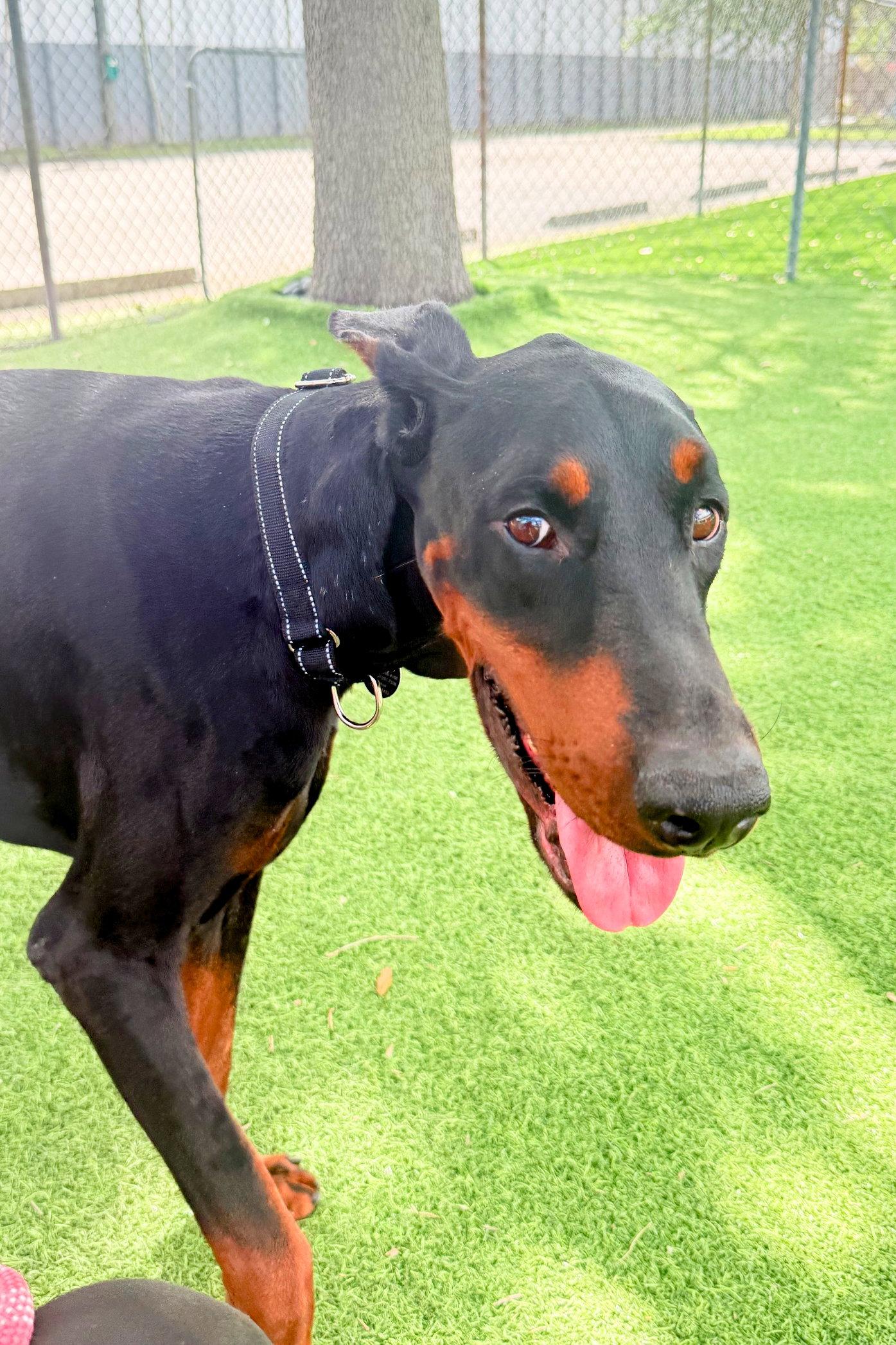 Enlarge Bruno 3558, a Adopted Doberman Pinscher in Oakland Park, FL image 3/3