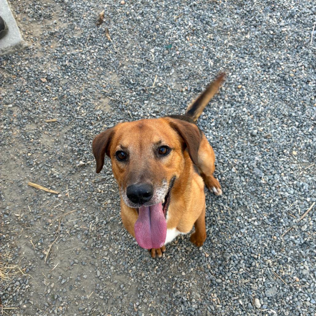 Harry, Adoptable, Adult Male Mixed Breed.