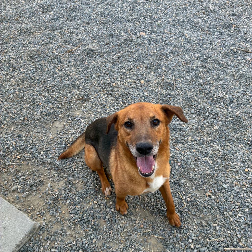 Enlarge Harry, a Adoptable Mixed Breed in Fredericksburg, VA image 2/6