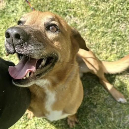 Enlarge Harry, a Adoptable Mixed Breed in Fredericksburg, VA image 3/6