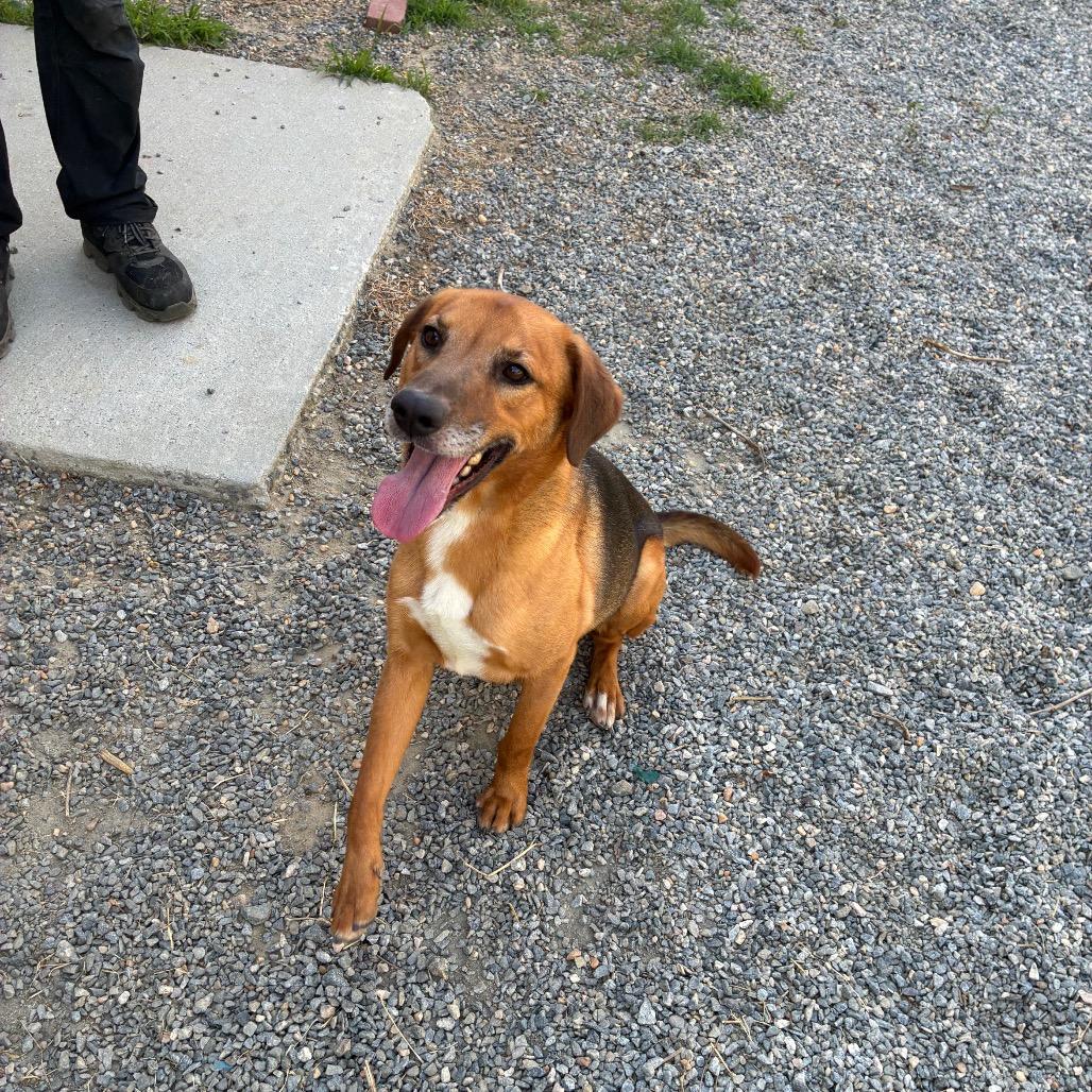 Enlarge Harry, a Adoptable Mixed Breed in Fredericksburg, VA image 4/6