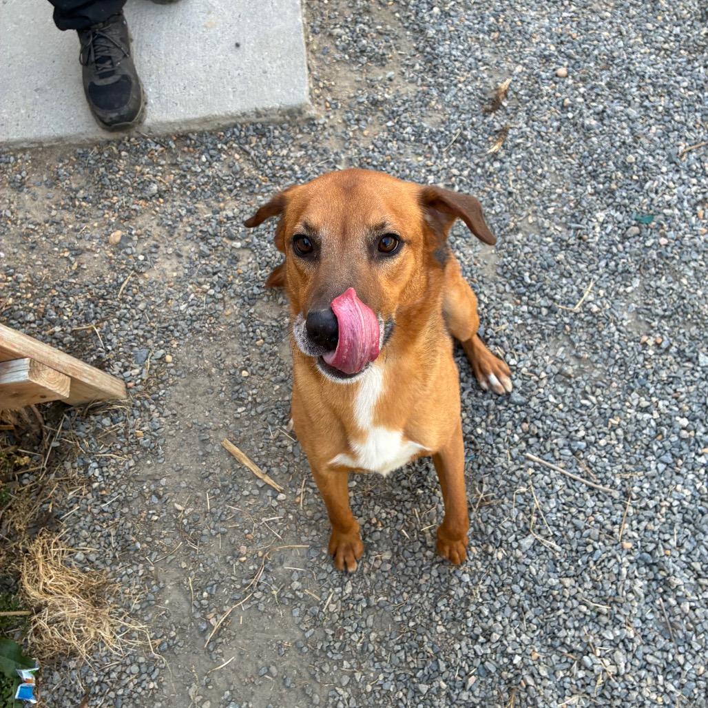 Enlarge Harry, a Adoptable Mixed Breed in Fredericksburg, VA image 5/6