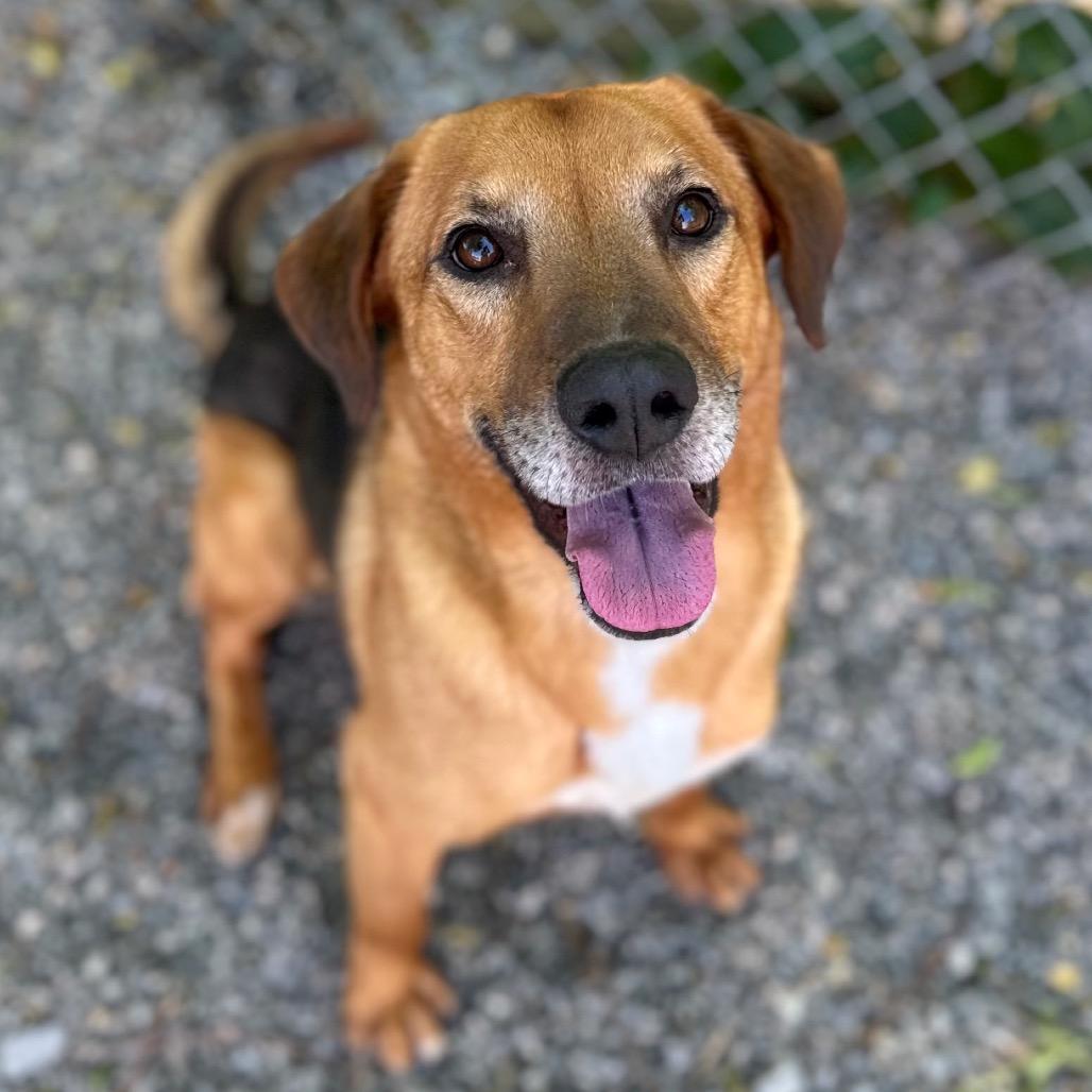 Enlarge Harry, a Adoptable Mixed Breed in Fredericksburg, VA image 6/6
