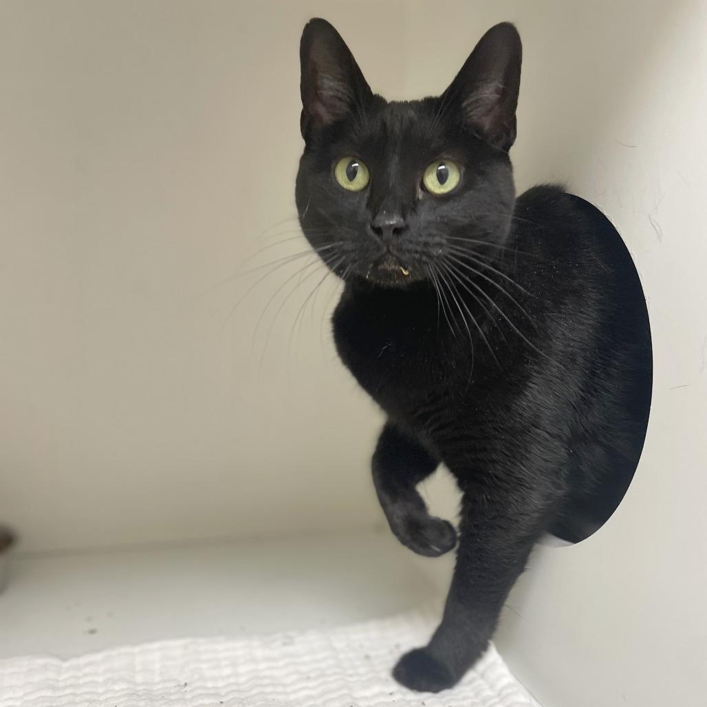 Olga, Adoptable, Adult Female Domestic Short Hair.