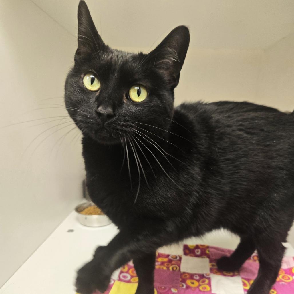 Enlarge Olga, a Adoptable Domestic Short Hair in Champaign, IL image 2/6