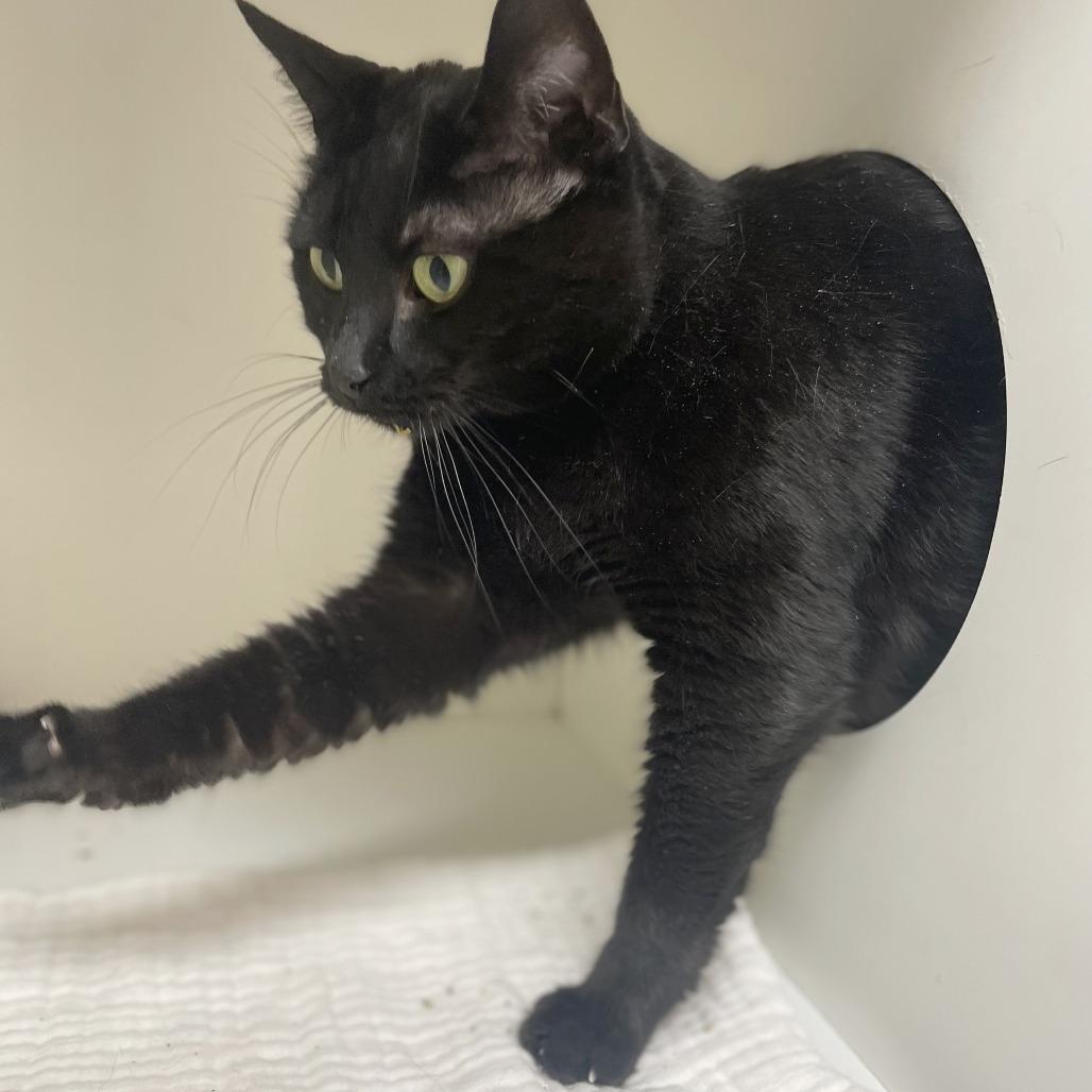 Enlarge Olga, a Adoptable Domestic Short Hair in Champaign, IL image 3/6