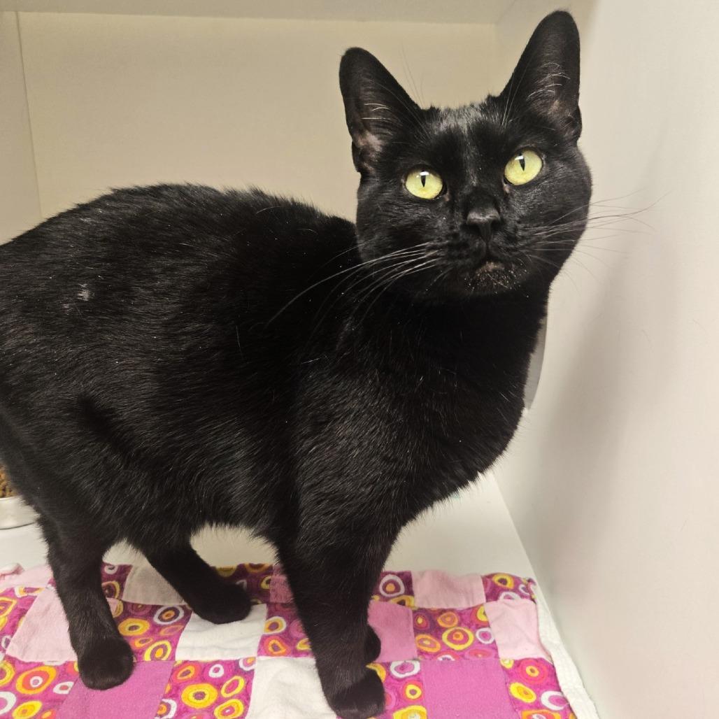 Enlarge Olga, a Adoptable Domestic Short Hair in Champaign, IL image 4/6