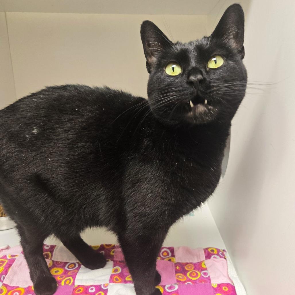 Enlarge Olga, a Adoptable Domestic Short Hair in Champaign, IL image 5/6