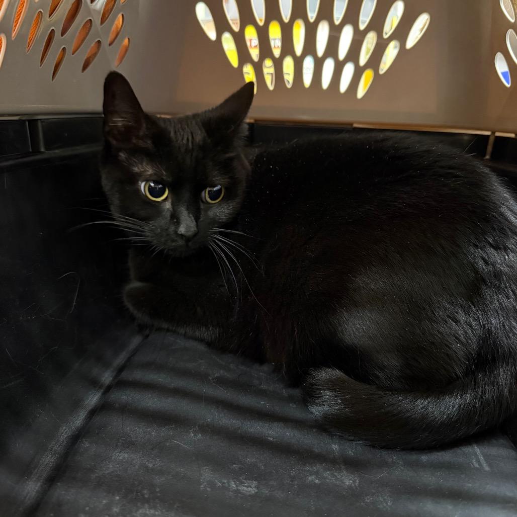 Enlarge Olga, a Adoptable Domestic Short Hair in Champaign, IL image 6/6