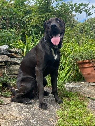 Enlarge Bert, a Adoptable mixed breed in Bancroft, ON image 3/4