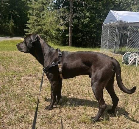 Enlarge Bert, a Adoptable mixed breed in Bancroft, ON image 2/4