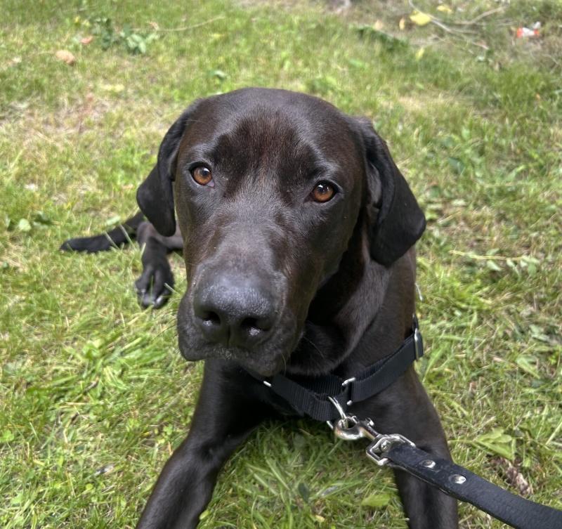 Enlarge Bert, a Adoptable mixed breed in Bancroft, ON image 1/4