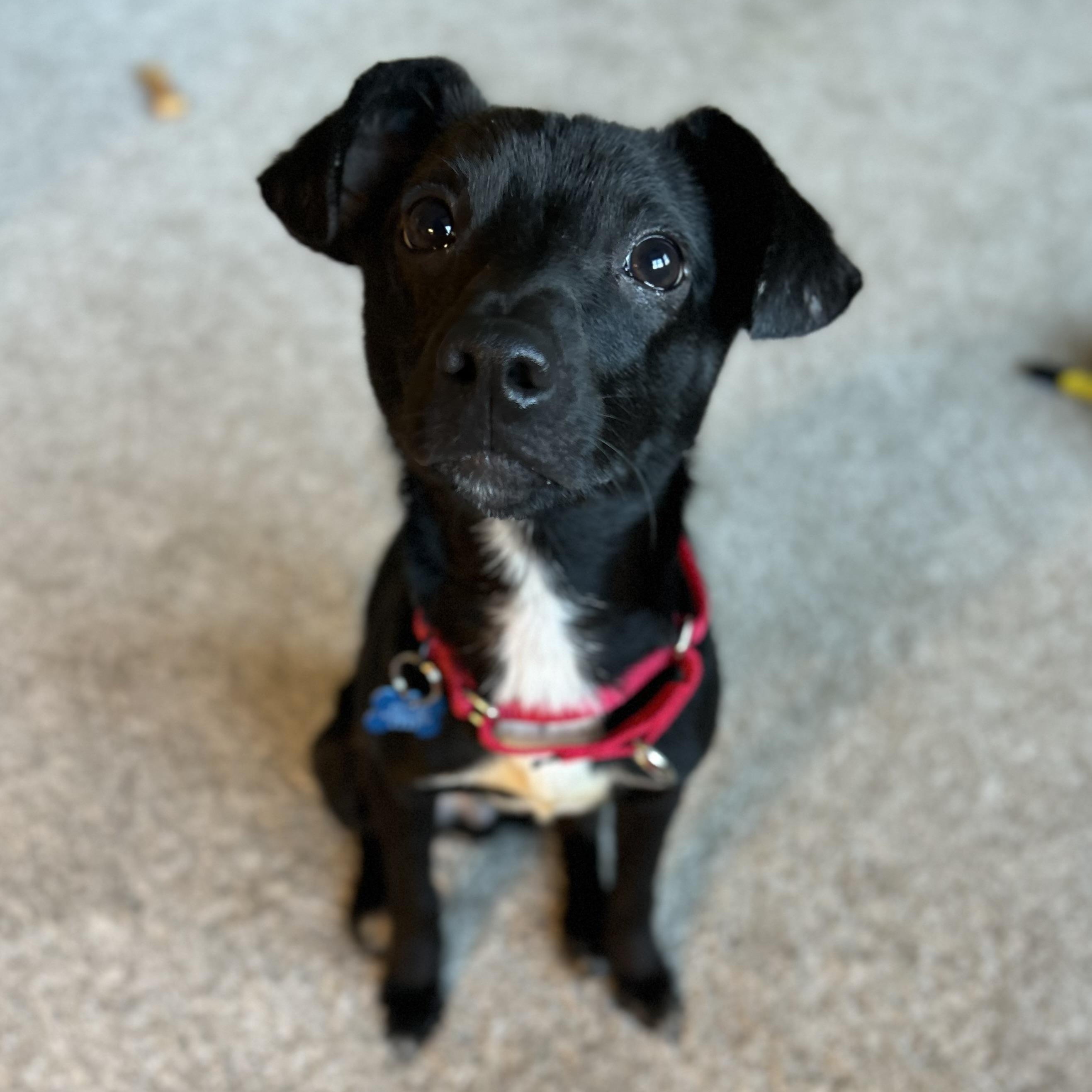  Willy, Adoptable, Young Male Chihuahua & Dachshund.