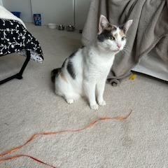 Chloe, Adoptable, Adult Female Domestic Short Hair.