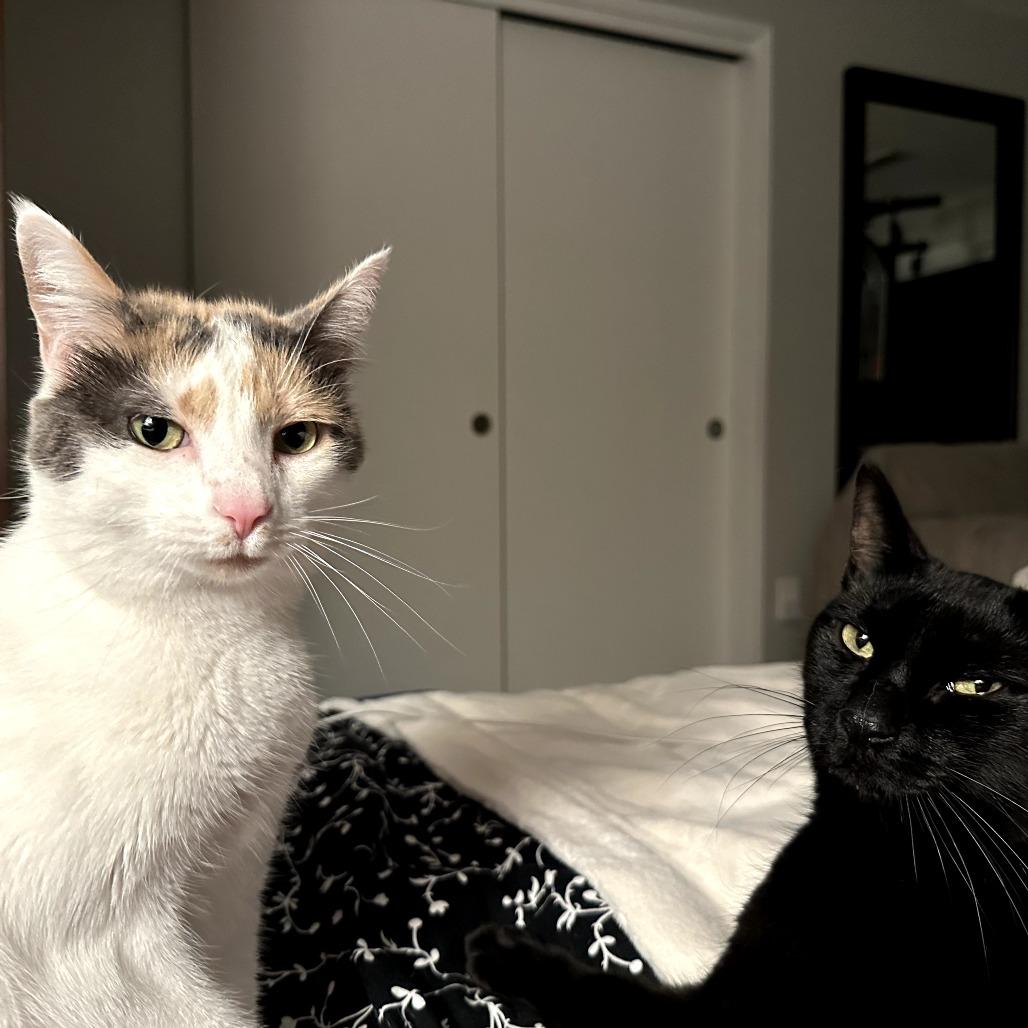 Enlarge Chloe, a Adoptable Domestic Short Hair in Port Townsend, WA image 2/6