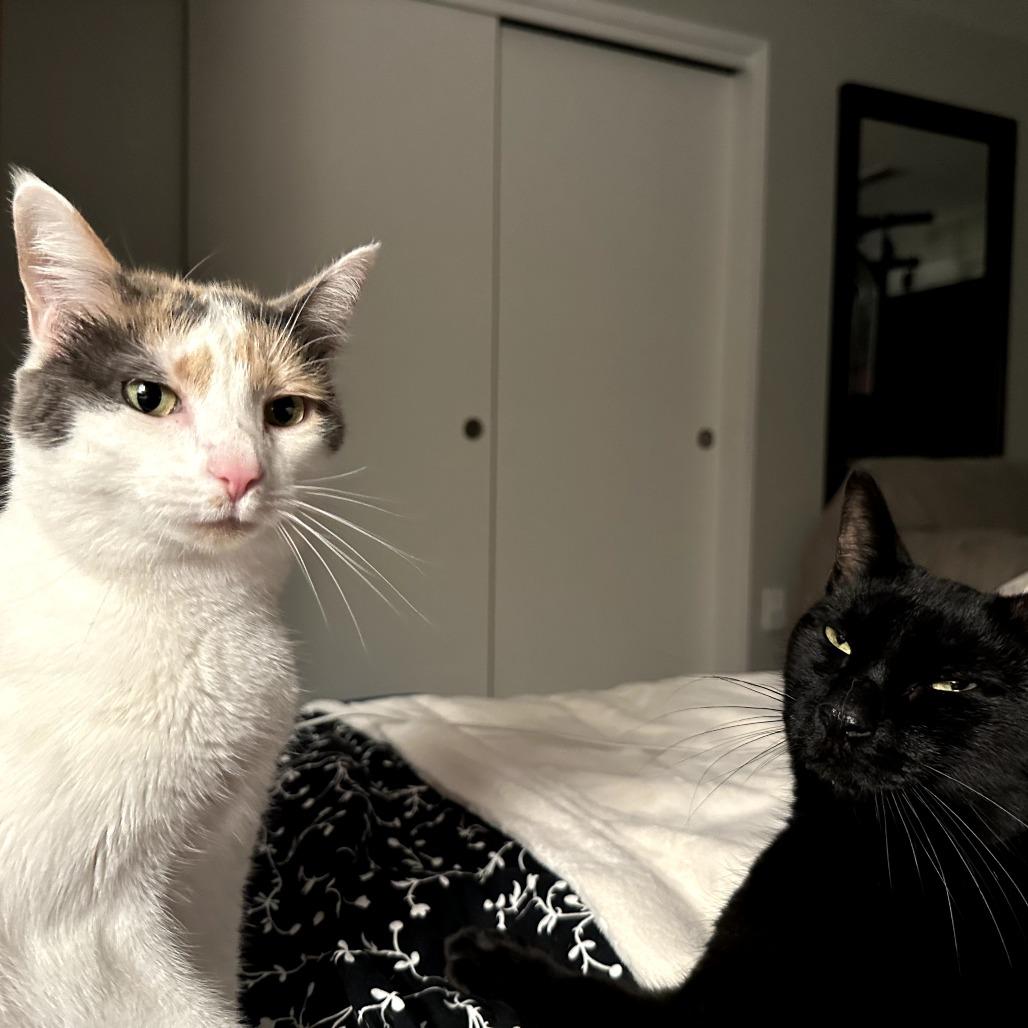 Enlarge Chloe, a Adoptable Domestic Short Hair in Port Townsend, WA image 3/6