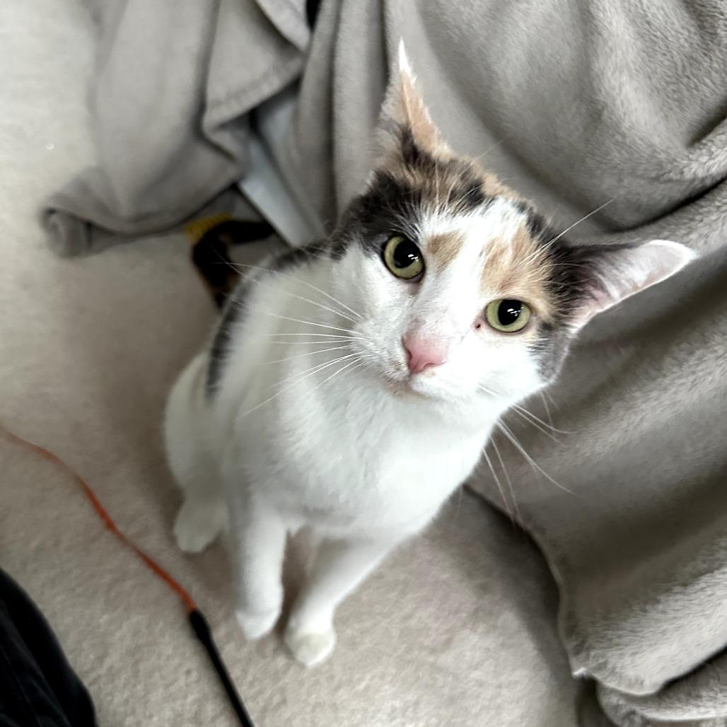 Enlarge Chloe, a Adoptable Domestic Short Hair in Port Townsend, WA image 4/6