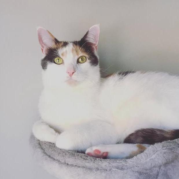 Enlarge Chloe, a Adoptable Domestic Short Hair in Port Townsend, WA image 5/6