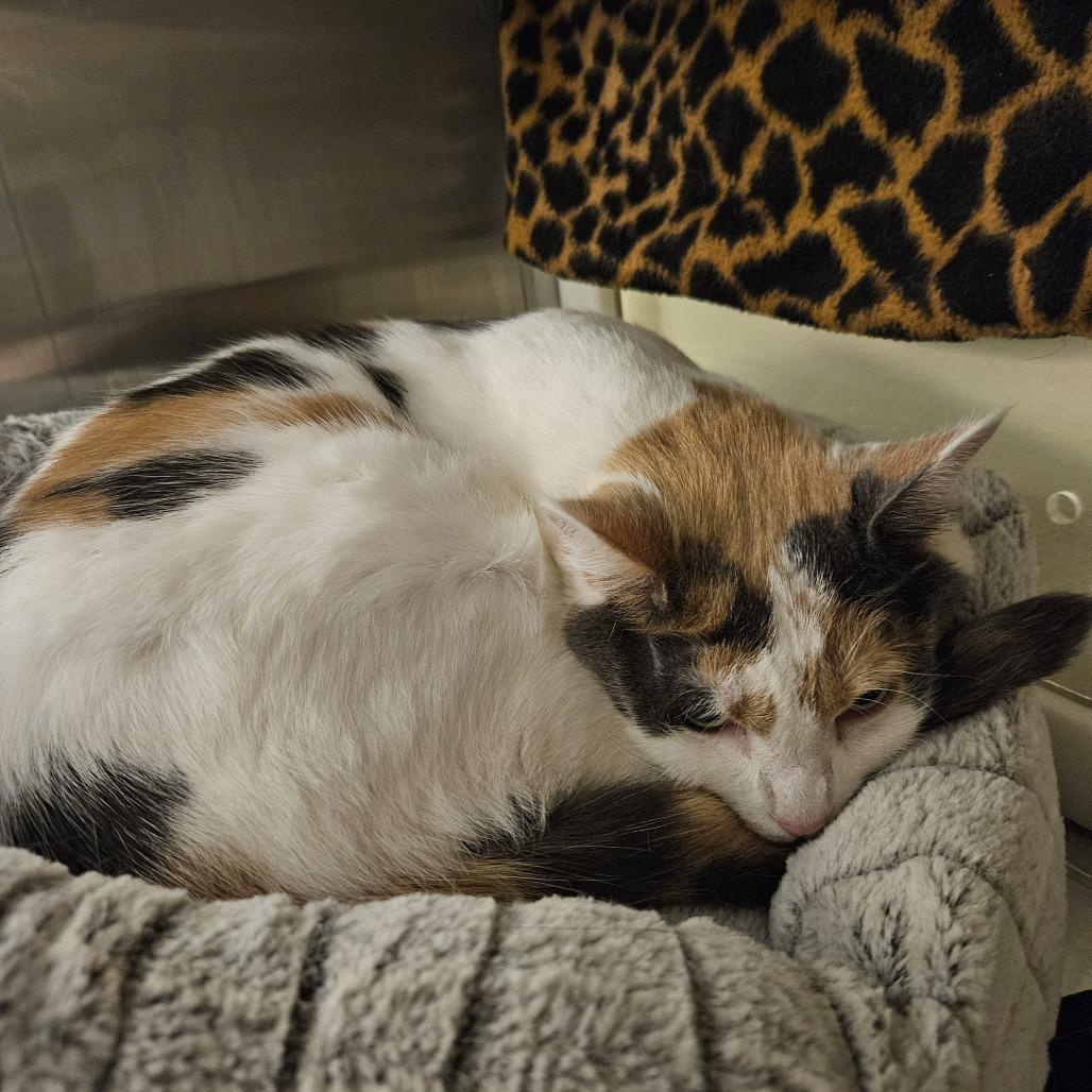 Enlarge Chloe, a Adoptable Domestic Short Hair in Port Townsend, WA image 6/6