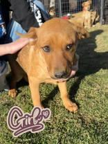 Phoebe, a Adoptable mixed breed in Madras, OR image 1/3