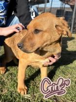 Phoebe, Adoptable, Puppy Female Pit Bull Terrier.