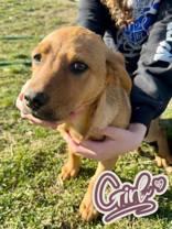 Phoebe, a Adoptable mixed breed in Madras, OR image 3/3