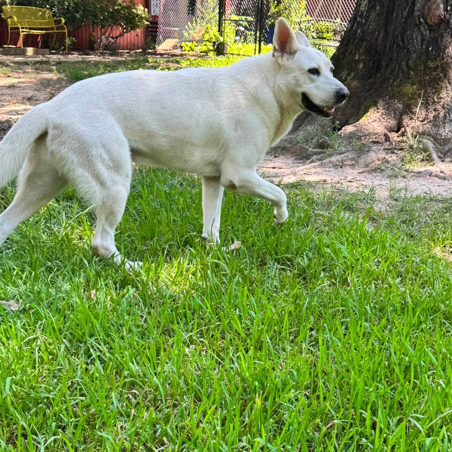 Enlarge Parker, a Adoptable mixed breed in Winnfield, LA image 5/6