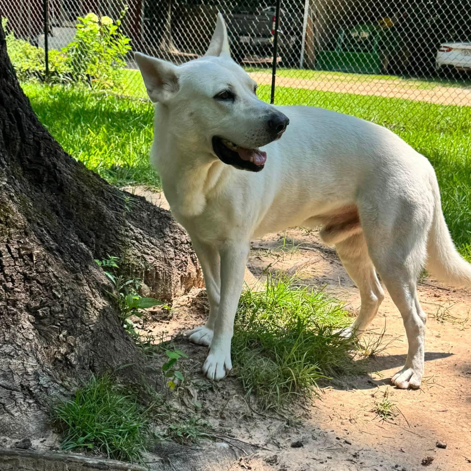 Enlarge Parker, a Adoptable mixed breed in Winnfield, LA image 6/6