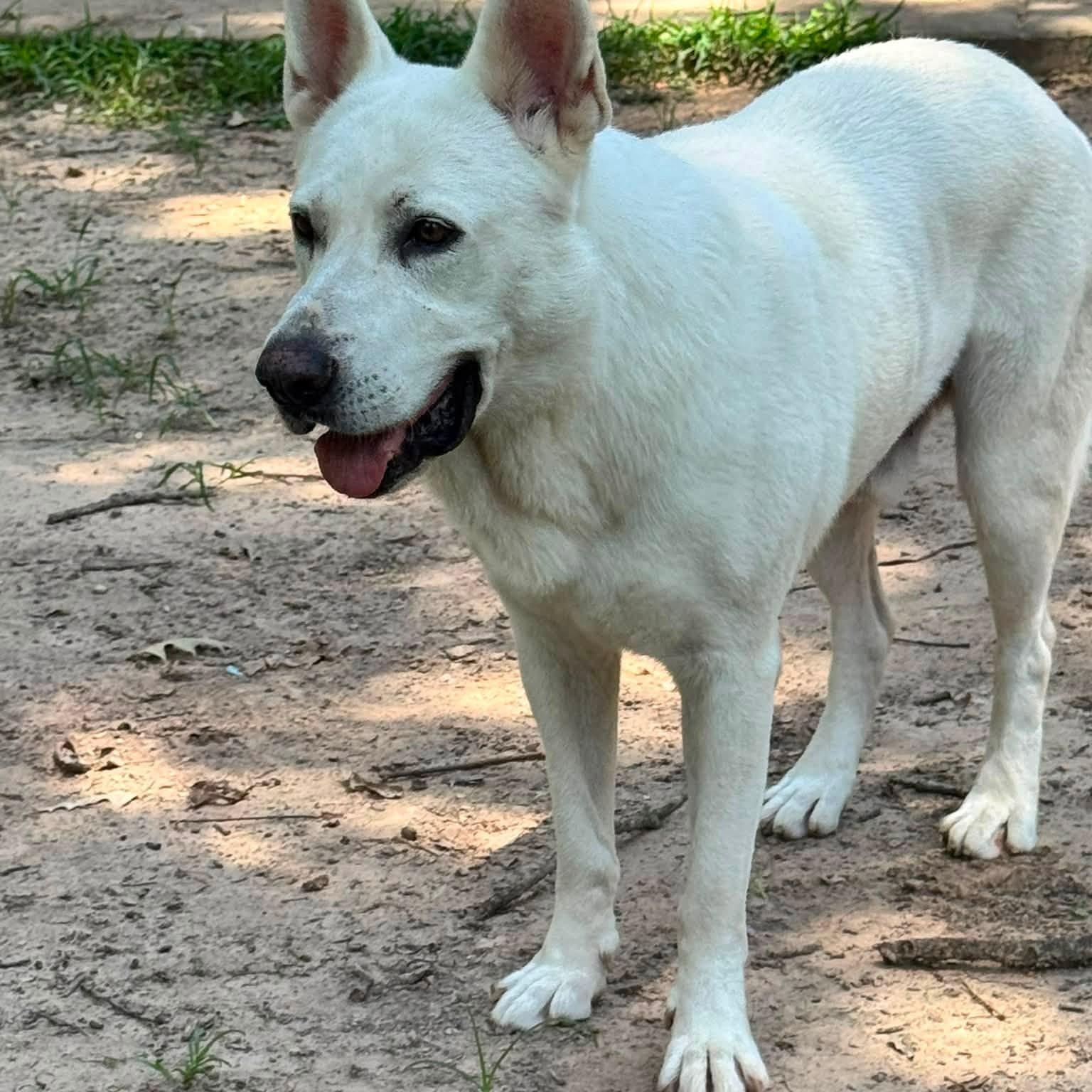 Enlarge Parker, a Adoptable mixed breed in Winnfield, LA image 4/6