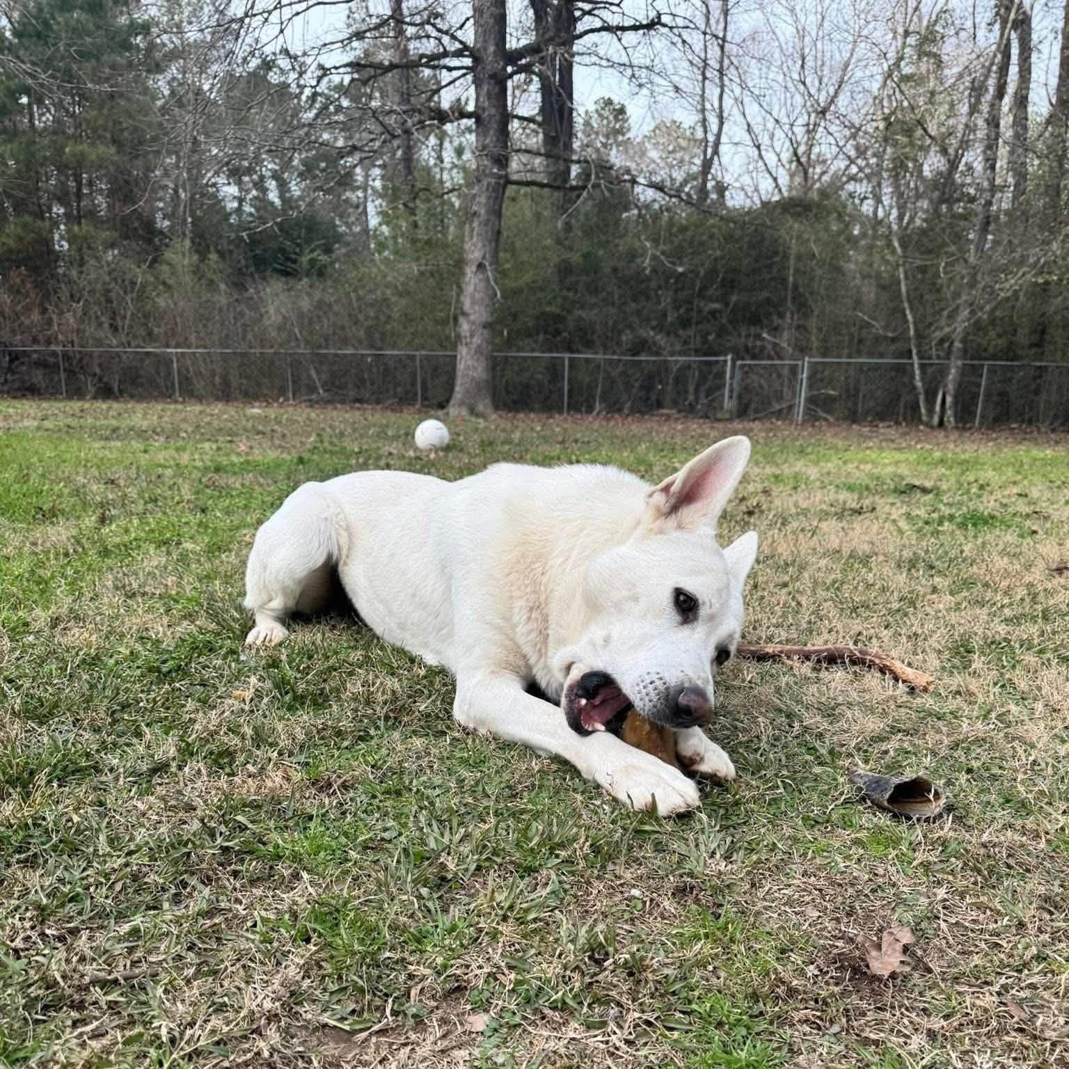 Enlarge Parker, a Adoptable mixed breed in Winnfield, LA image 2/6
