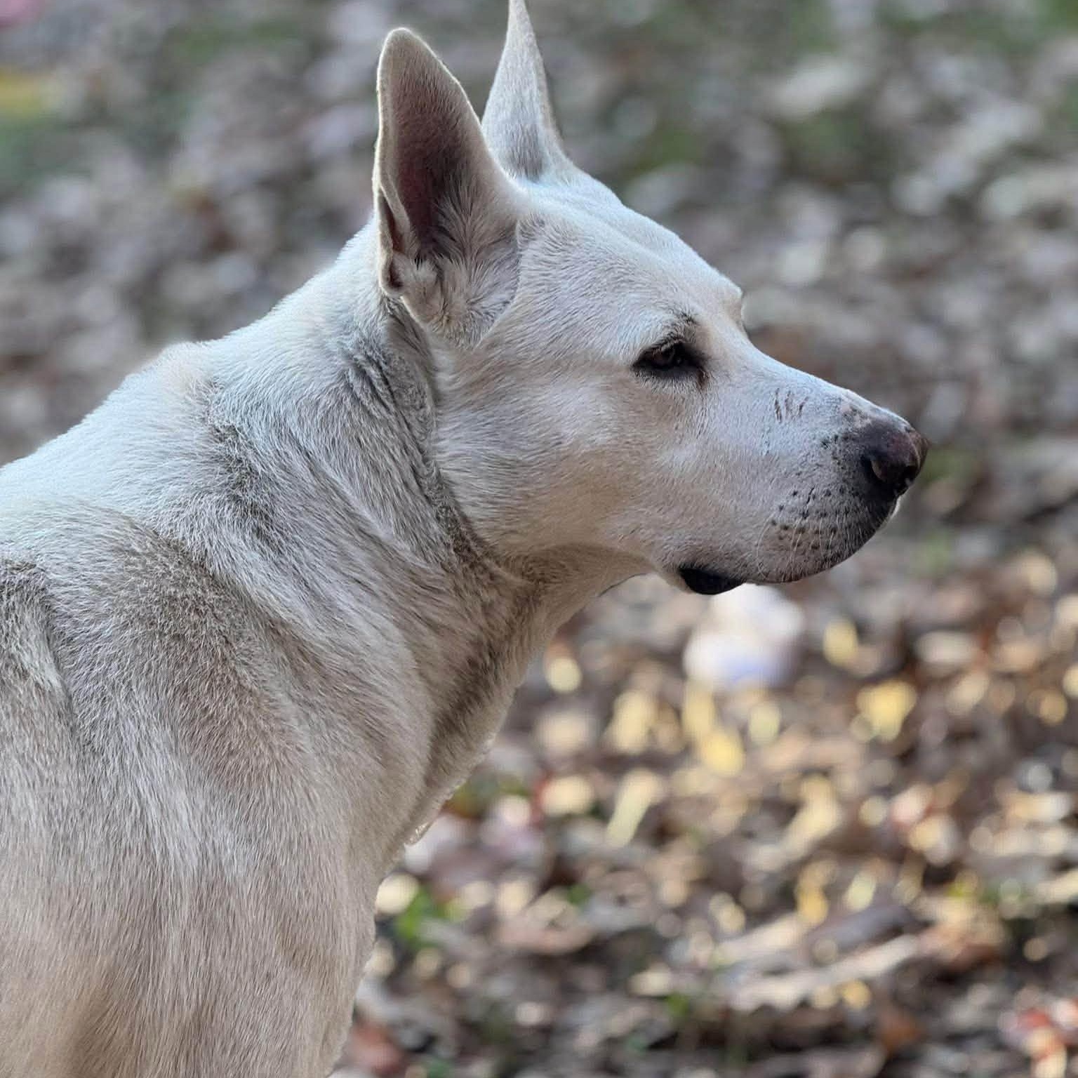 Parker, Adoptable, Adult Male White German Shepherd.