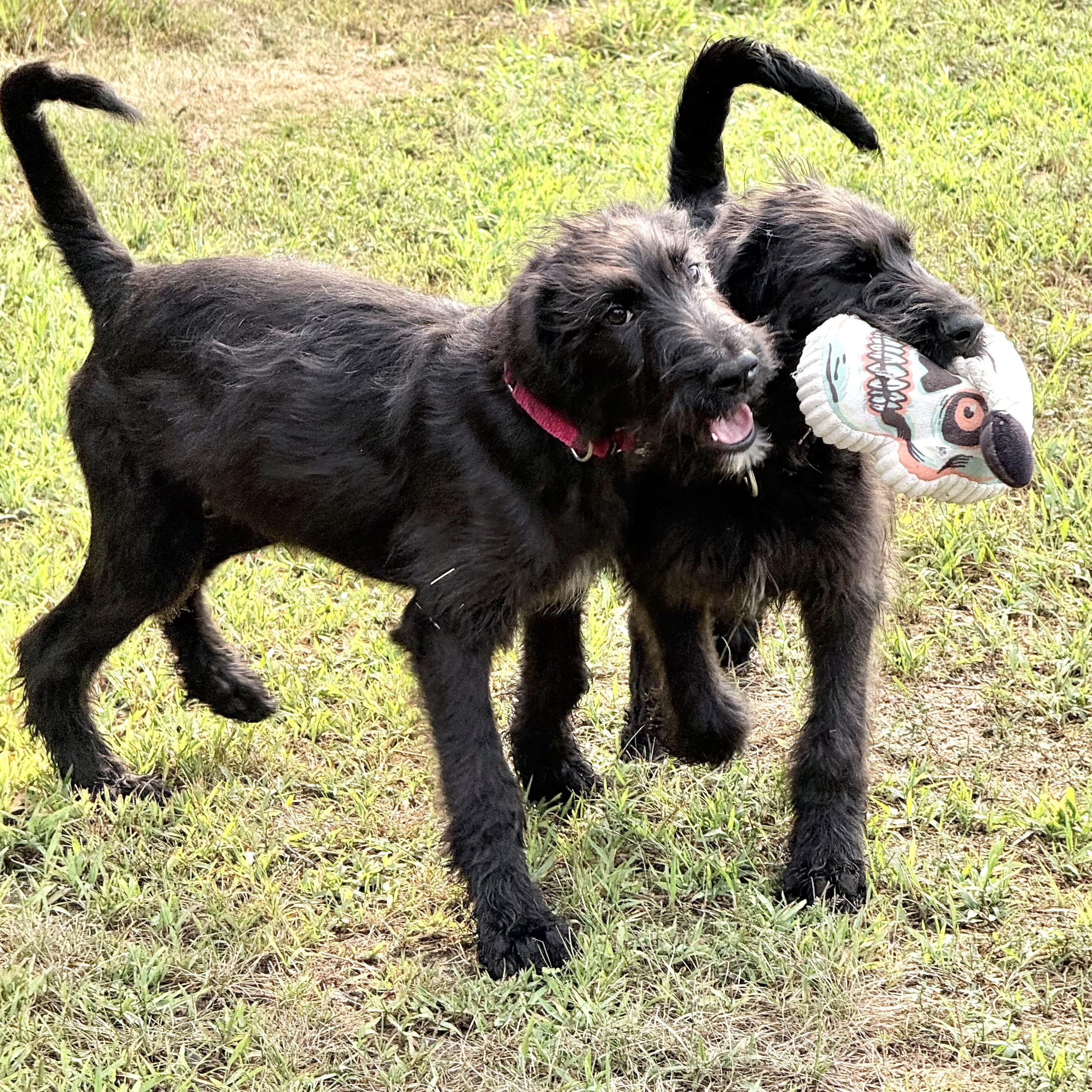 Orville, Adoptable, Puppy Male Poodle & Labrador Retriever.