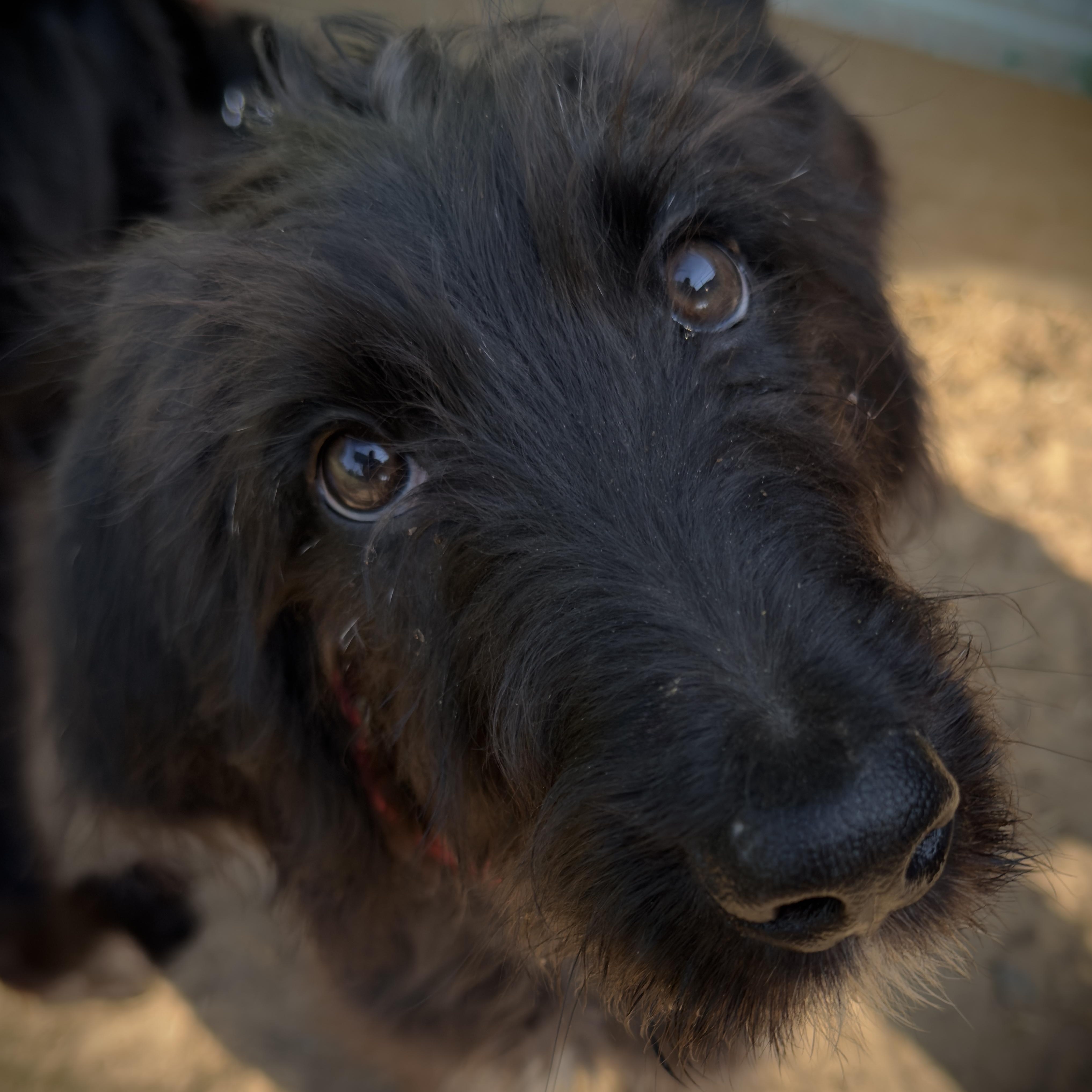 Orville, a Adoptable mixed breed in South Saint Paul, MN image 3/5