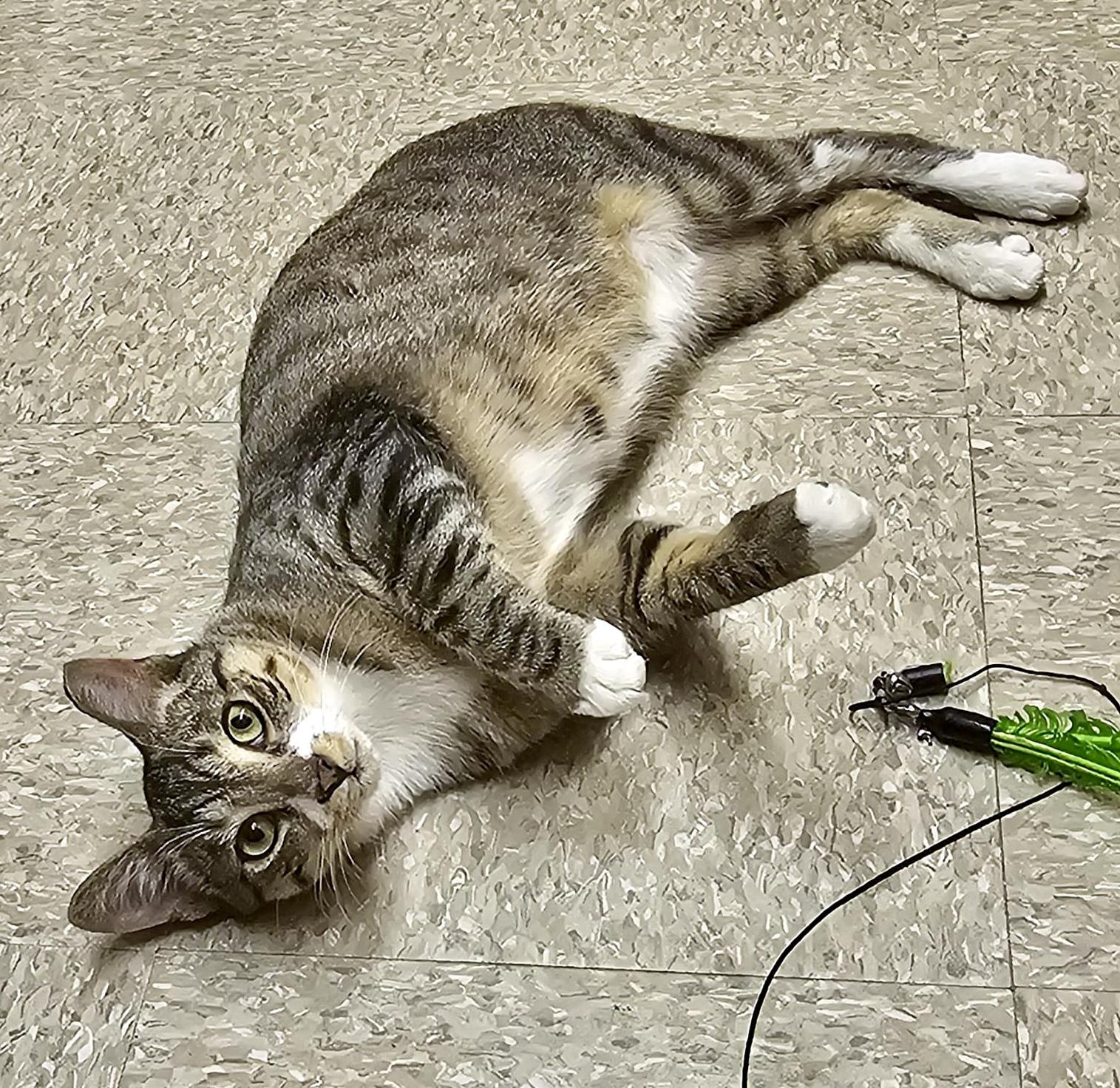 Enlarge Hunter (bonded with Heart), a ADOPTABLE mixed breed in Brampton, ON image 2/6