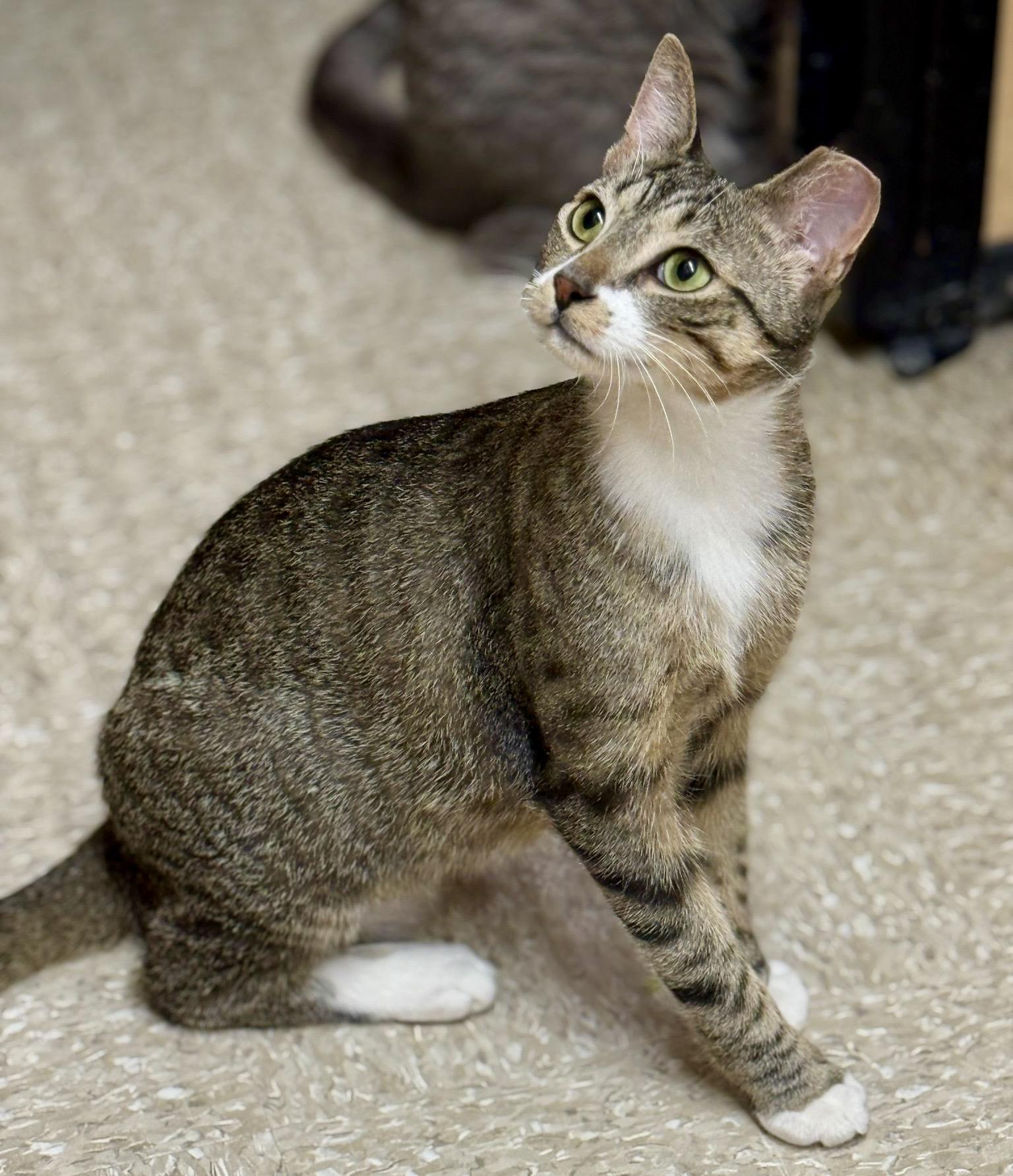 Enlarge Hunter (bonded with Heart), a ADOPTABLE mixed breed in Brampton, ON image 5/6