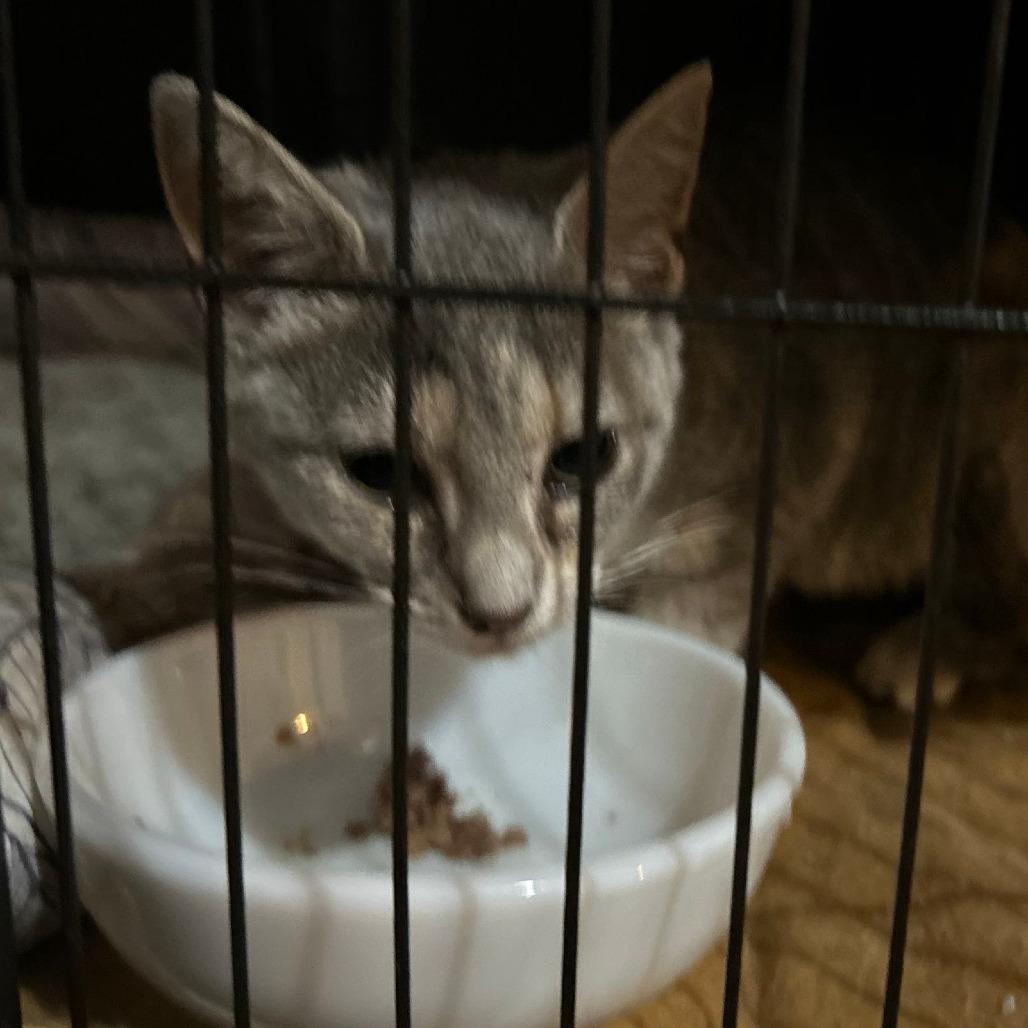 Enlarge Armstrong, a Adoptable Domestic Short Hair in Johnstown, PA image 1/1